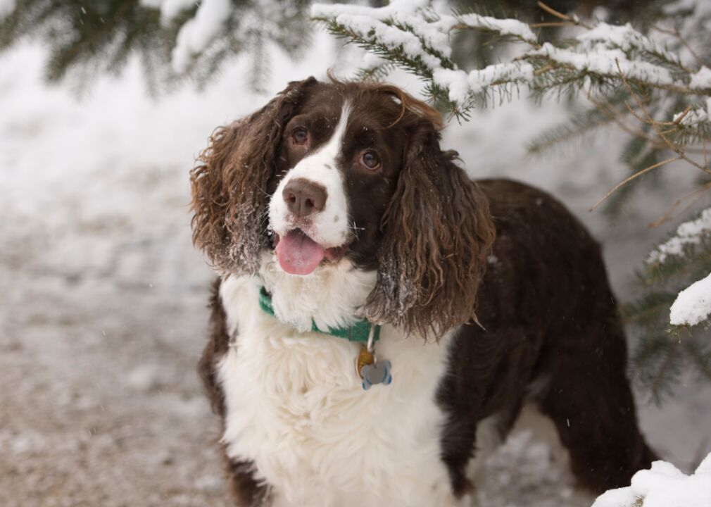 #13. English springer spaniel